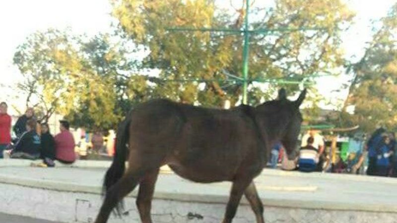 Los animales se pasean por la ciudad sin control