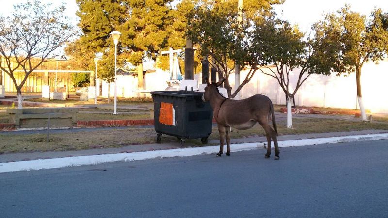 Los animales se pasean por la ciudad sin control