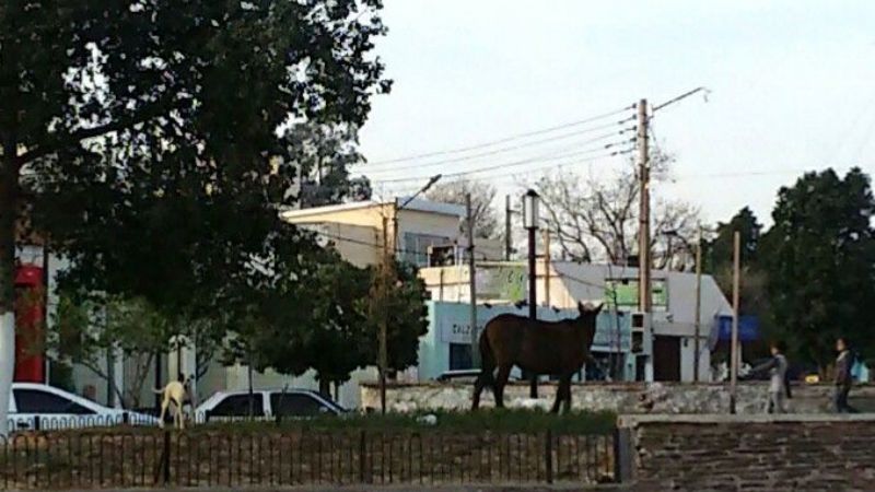 Los animales se pasean por la ciudad sin control