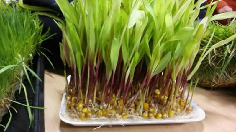 Capacitación en cultivo hidropónico en Ancasti