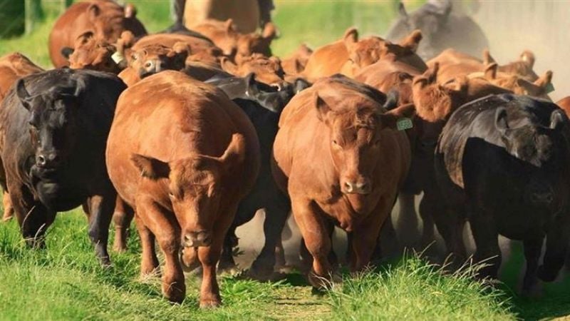 En 2017 se recuperó la producción y el consumo de la carne bovina