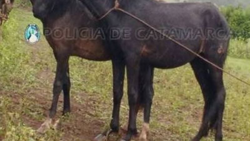 Recuperan dos caballos robados en Los Varela