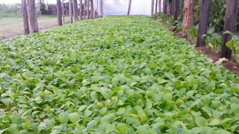 Tabacaleros se reúnen con Nación por los fondos adeudados