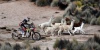 POSTAL del Dakar Sudamericano. Aquí con llamas, en vez de camellos.