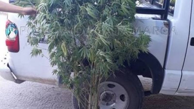 Buscaban cosas robadas y encontraron plantas de marihuana de 2 metros