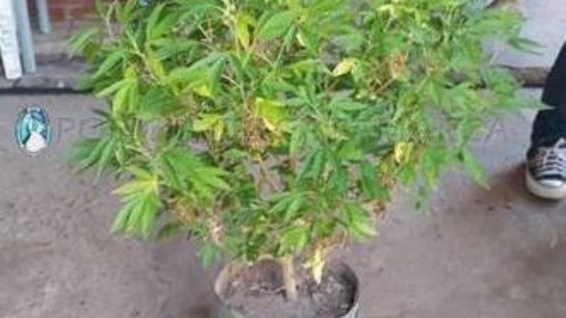 Buscaban cosas robadas y encontraron plantas de marihuana de 2 metros