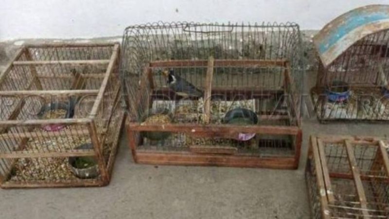 En Valle Viejo secuestraron tramperas y aves canoras