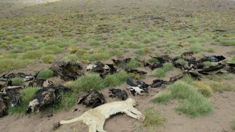 Hallaron 34 cóndores y otros animales muertos