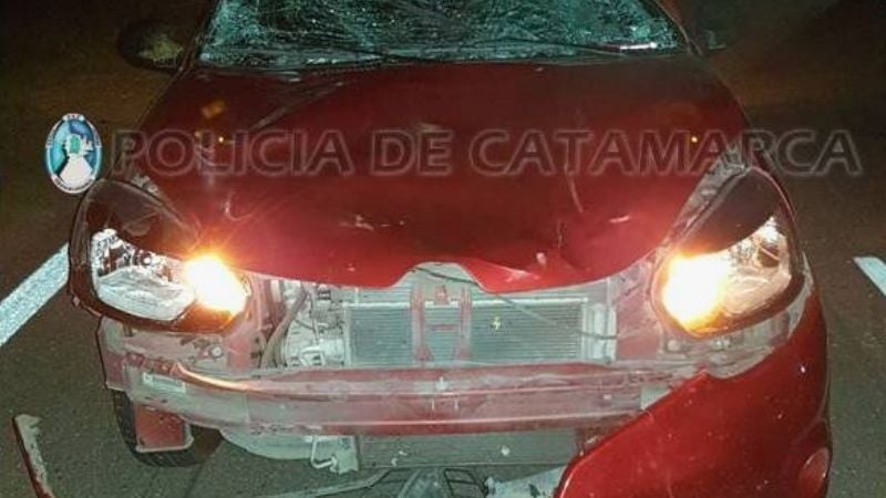 Animal suelto en la ruta casi causa una tragedia