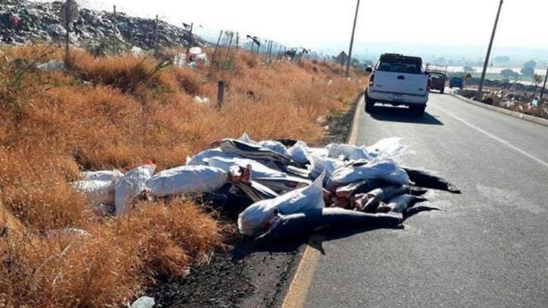 Roban un camión y abandonan 300 tiburones muertos en una ruta