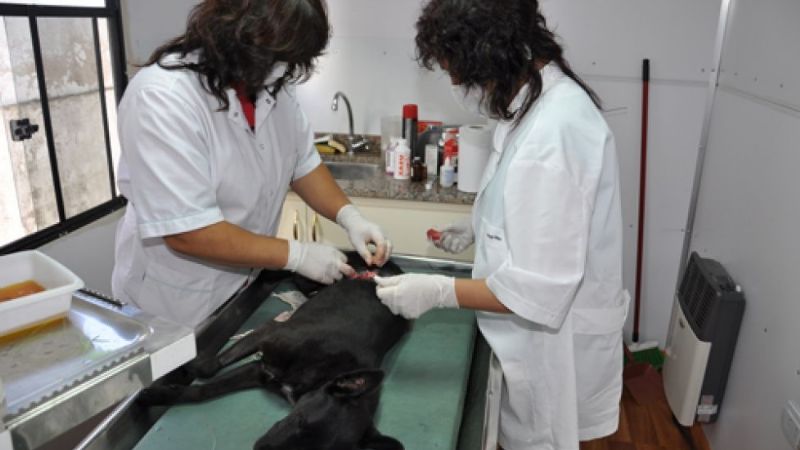 Programan turnos para castración de animales
