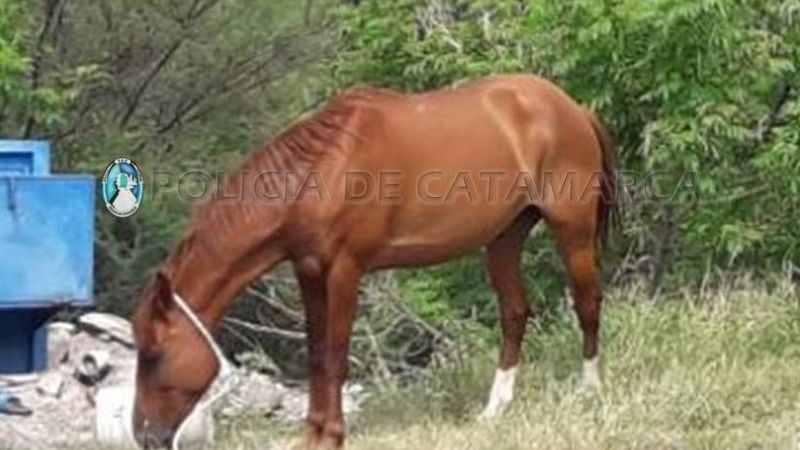 Secuestran vehículos y un caballo en los puestos camineros