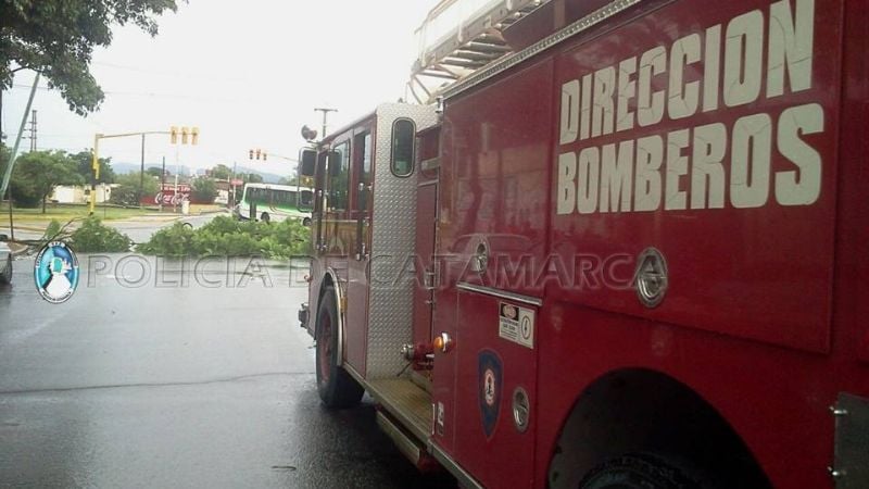 Se cayó un árbol y dañó una camioneta