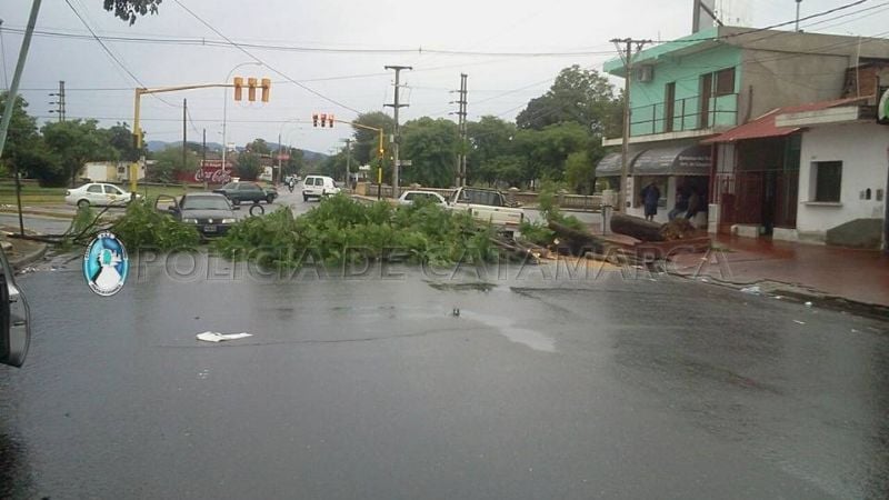 Se cayó un árbol y dañó una camioneta