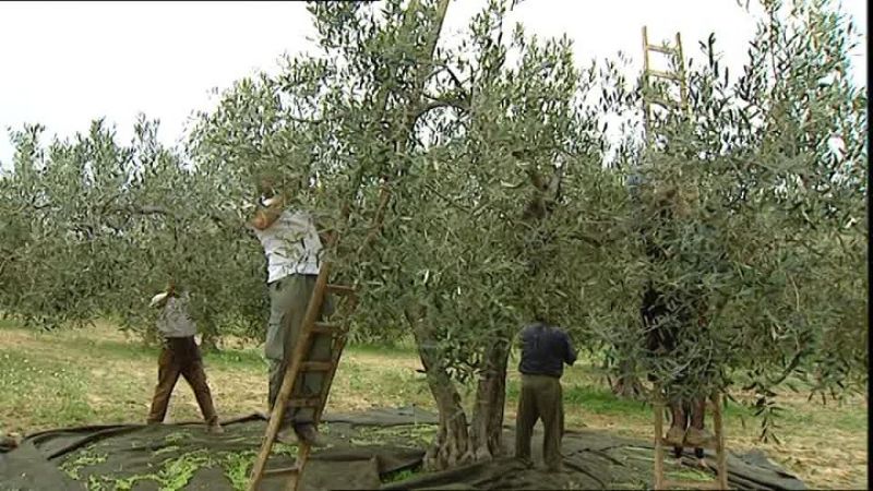 El ministro Zelarayán recibe a olivícolas