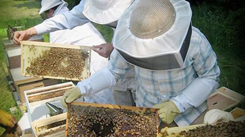 Fuerte suba del precio de la miel en el norte argentino