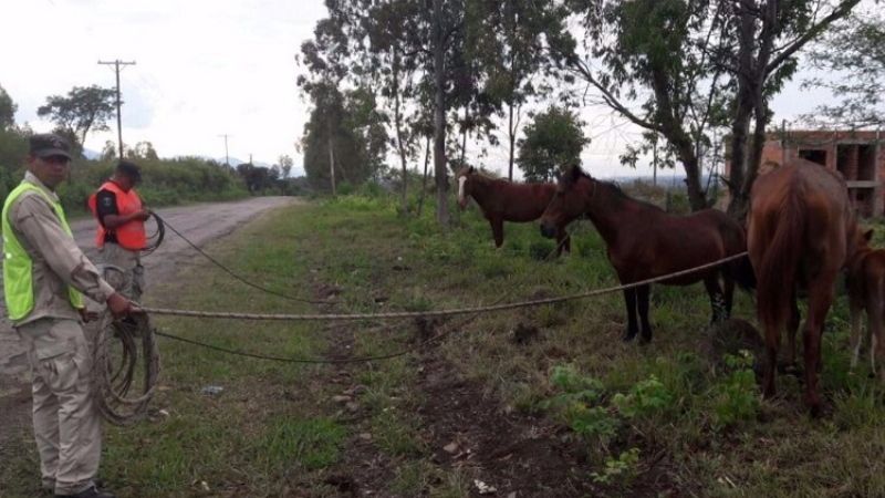 Secuestran animales sueltos en La Puerta