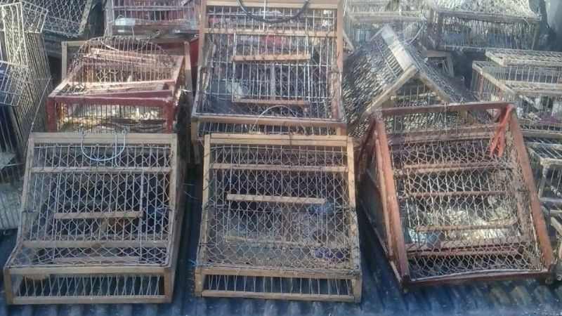 Ambiente realizó los primeros secuestros y liberaciones del año