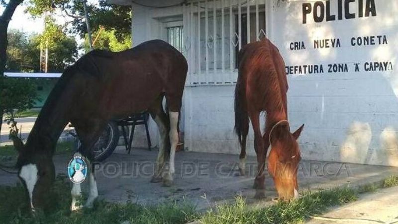 Encuentran en Nueva Coneta dos caballos robados en Valle Viejo