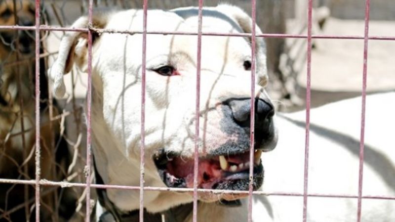 Asisten a un hombre que fue mordido por un perro