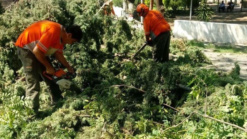 Poda de árboles y limpieza de calles en Chumbicha
