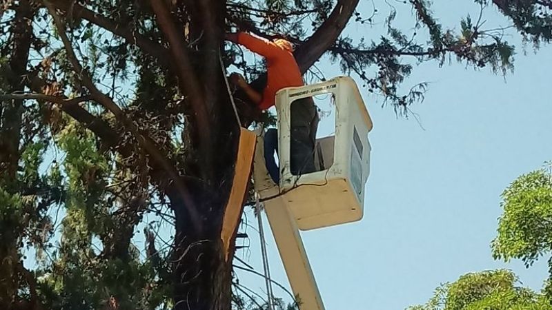 Poda de árboles y limpieza de calles en Chumbicha