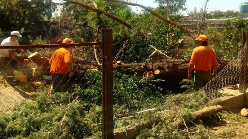 Poda de árboles y limpieza de calles en Chumbicha