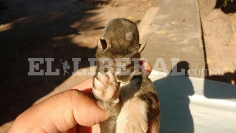 Insólito: Nació un perrito sin rostro