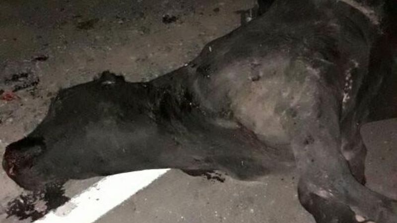 Chocaron con un animal en la ruta