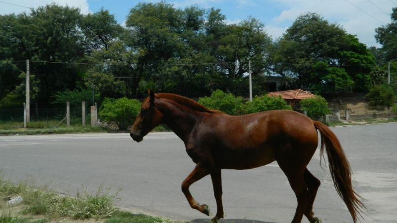Un caballo se paseó por La Alameda