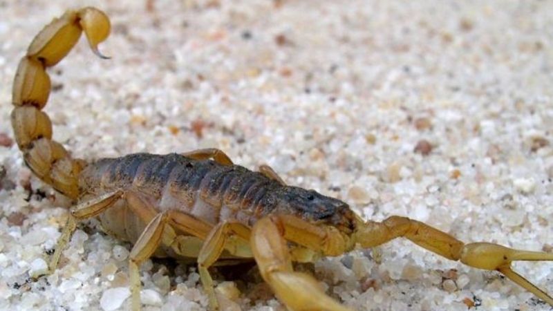 Medidas de prevención ante picaduras de alacranes