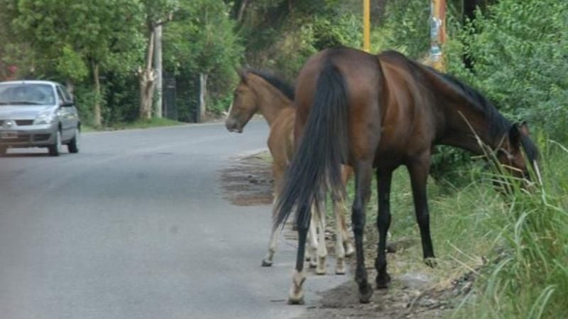 Secuestran animales sueltos en Valle Viejo