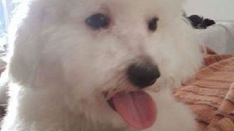 Recompensa por Rufino