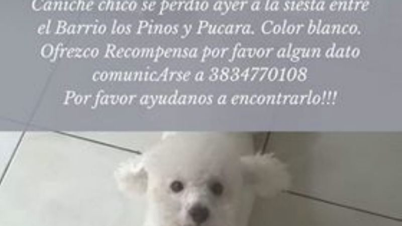 Recompensa por Rufino