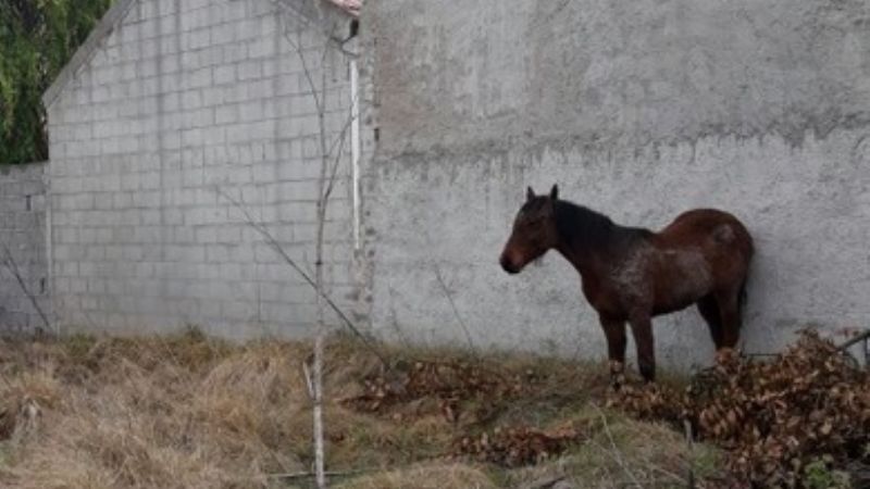 Secuestran un animal suelto en el sur de la Capital
