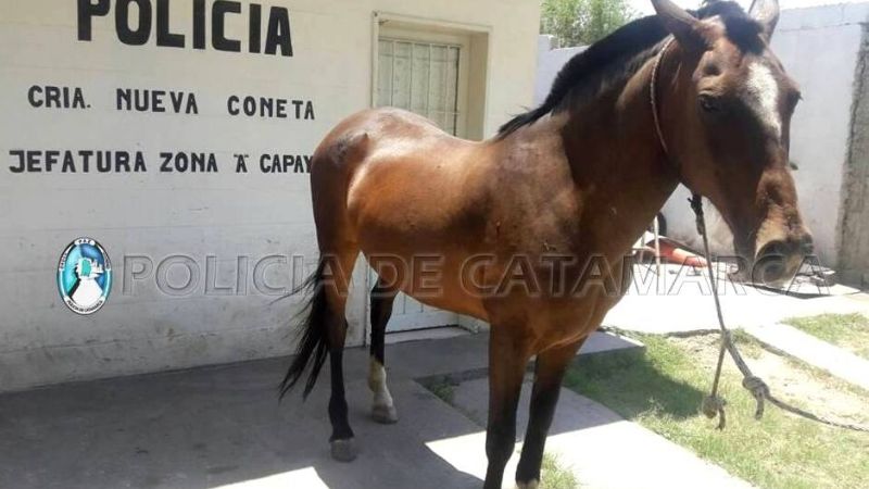 Recuperan un caballo robado hace casi un año en Capayán