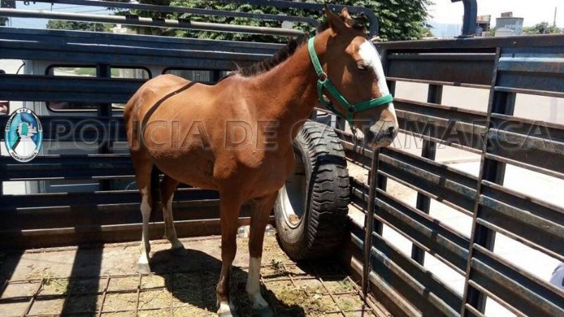 Policías rescatan a una yegua que era maltratada