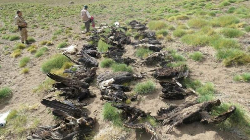 Prohíben el insecticida que mató a 34 cóndores en Mendoza