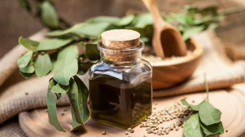 Jujuy será la primera provincia en producir aceite de cannabis medicinal