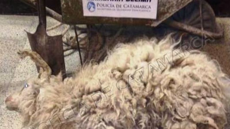 Lo sorprendieron vendiendo una oveja