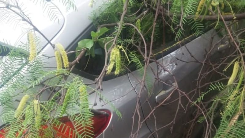 Se cayó un árbol en el hospital