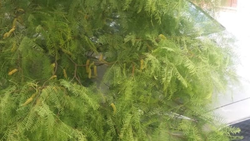 Se cayó un árbol en el hospital