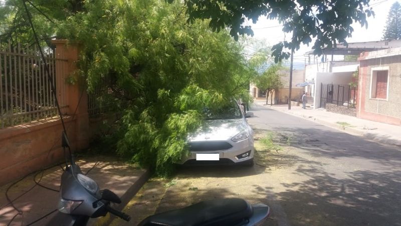 Se cayó un árbol en el hospital