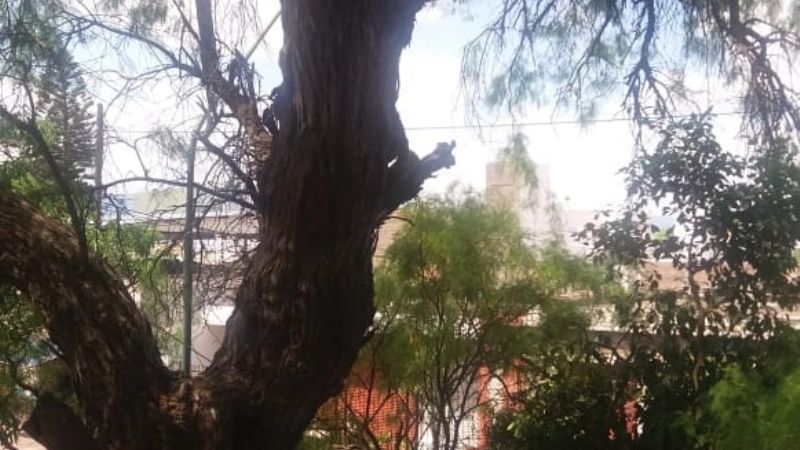 Se cayó un árbol en el hospital