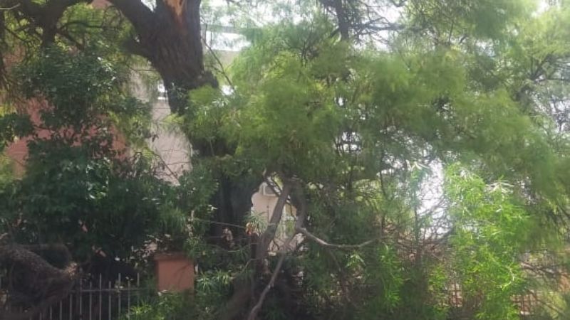 Se cayó un árbol en el hospital