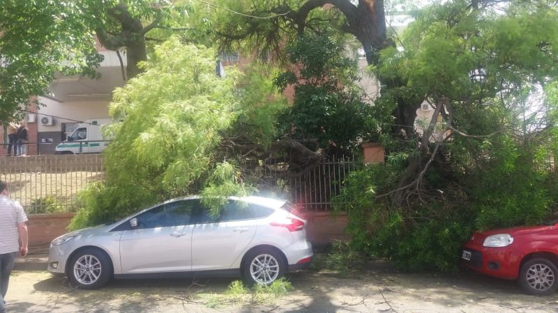 Se cayó un árbol en el hospital