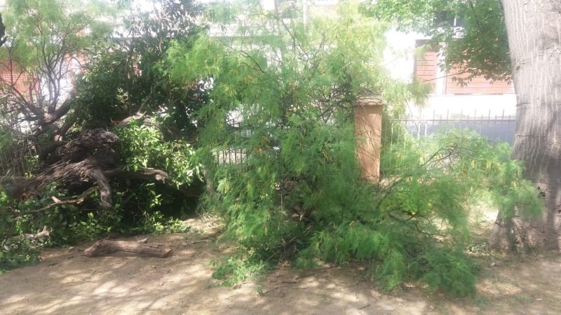 Se cayó un árbol en el hospital