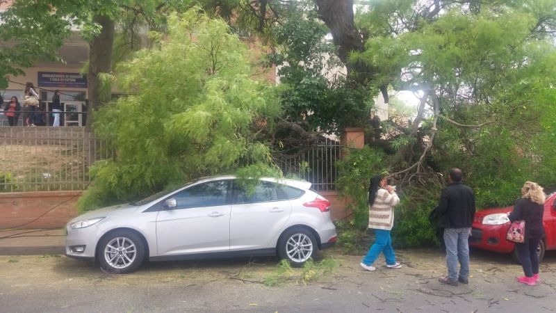 Se cayó un árbol en el hospital