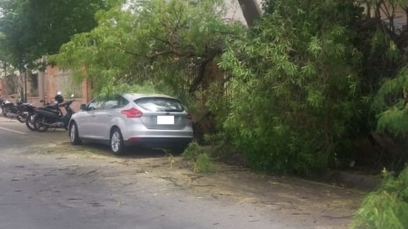 Se cayó un árbol en el hospital