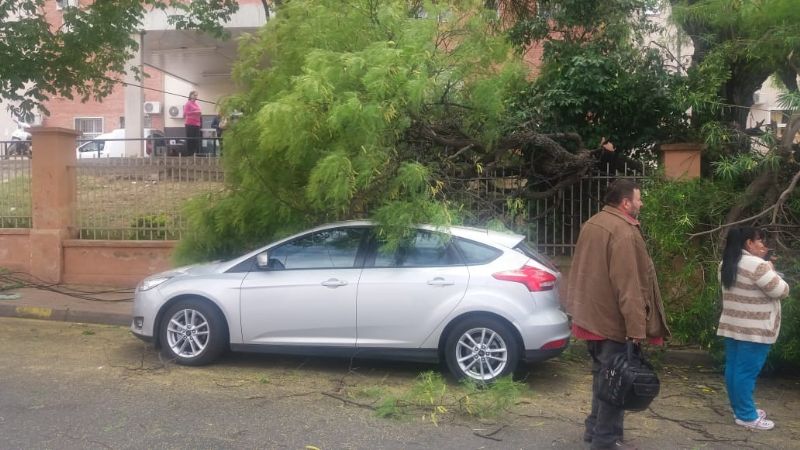 Se cayó un árbol en el hospital
